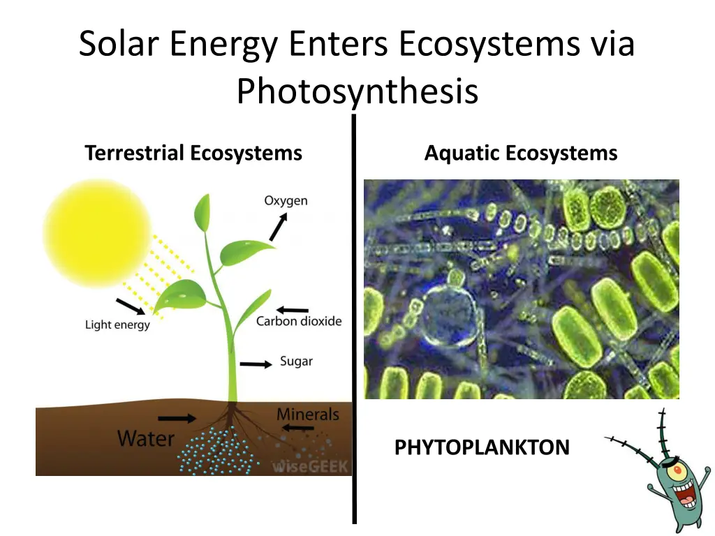 solar energy enters ecosystems via photosynthesis