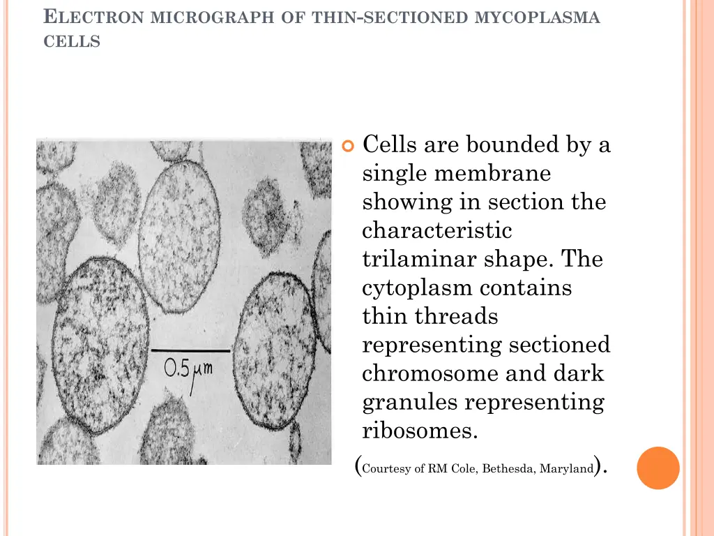 e lectron micrograph of thin sectioned mycoplasma