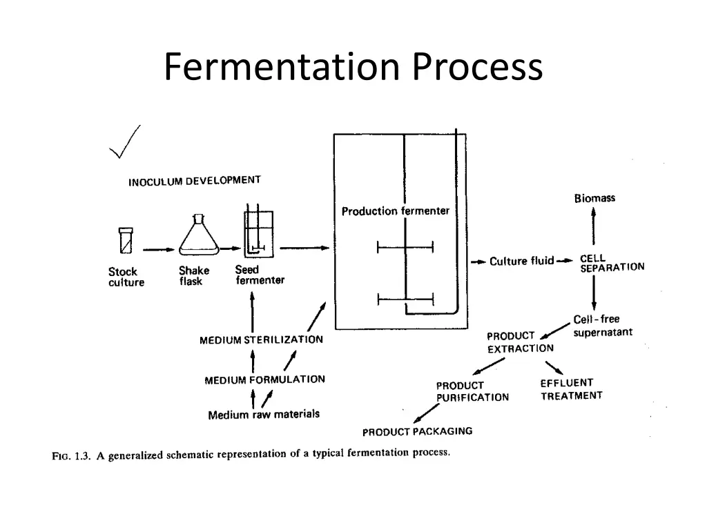 fermentation process