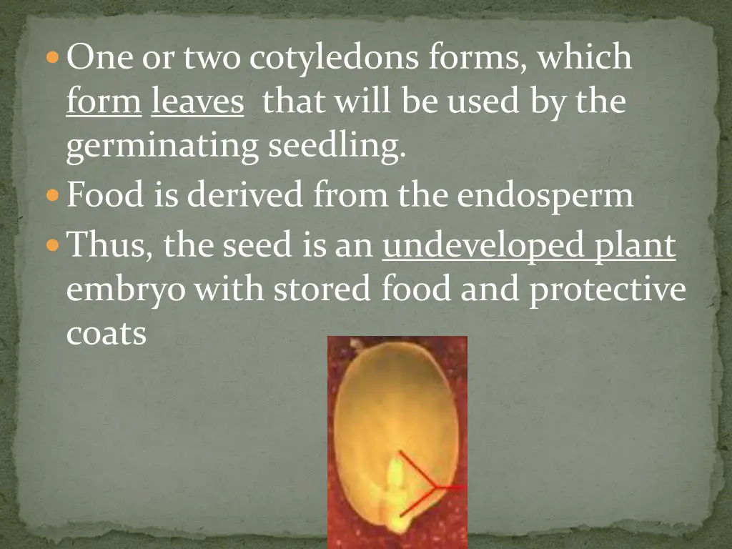 one or two cotyledons forms which form leaves