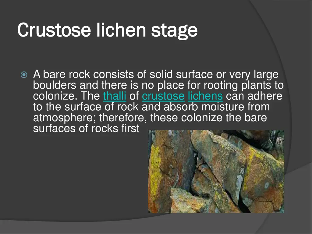 crustose crustose lichen stage lichen stage