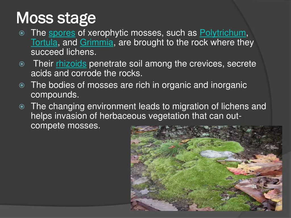 moss stage moss stage the spores of xerophytic