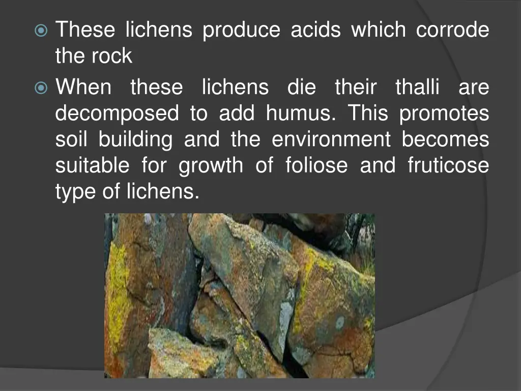 these lichens produce acids which corrode