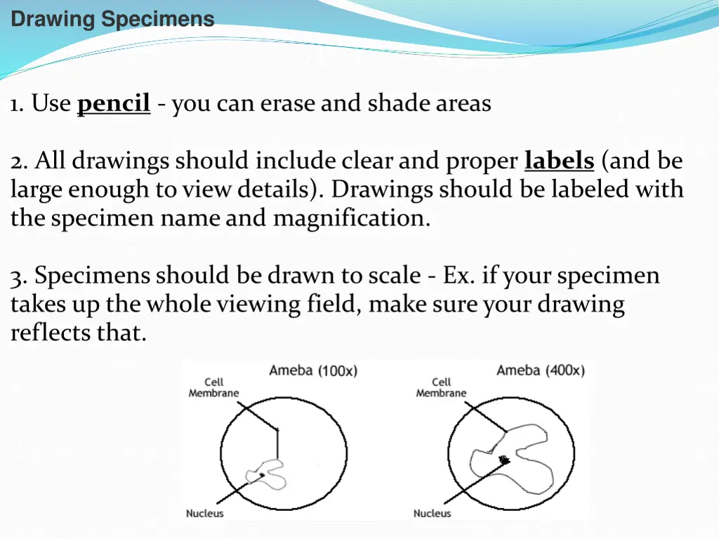 drawing specimens