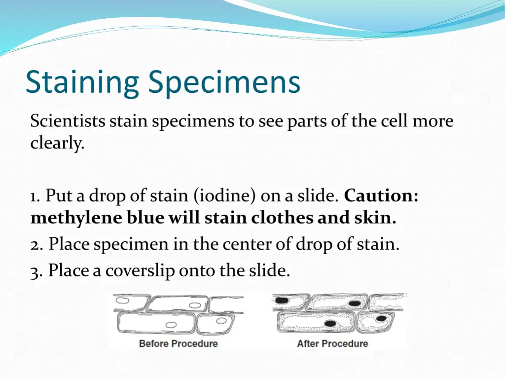 staining specimens