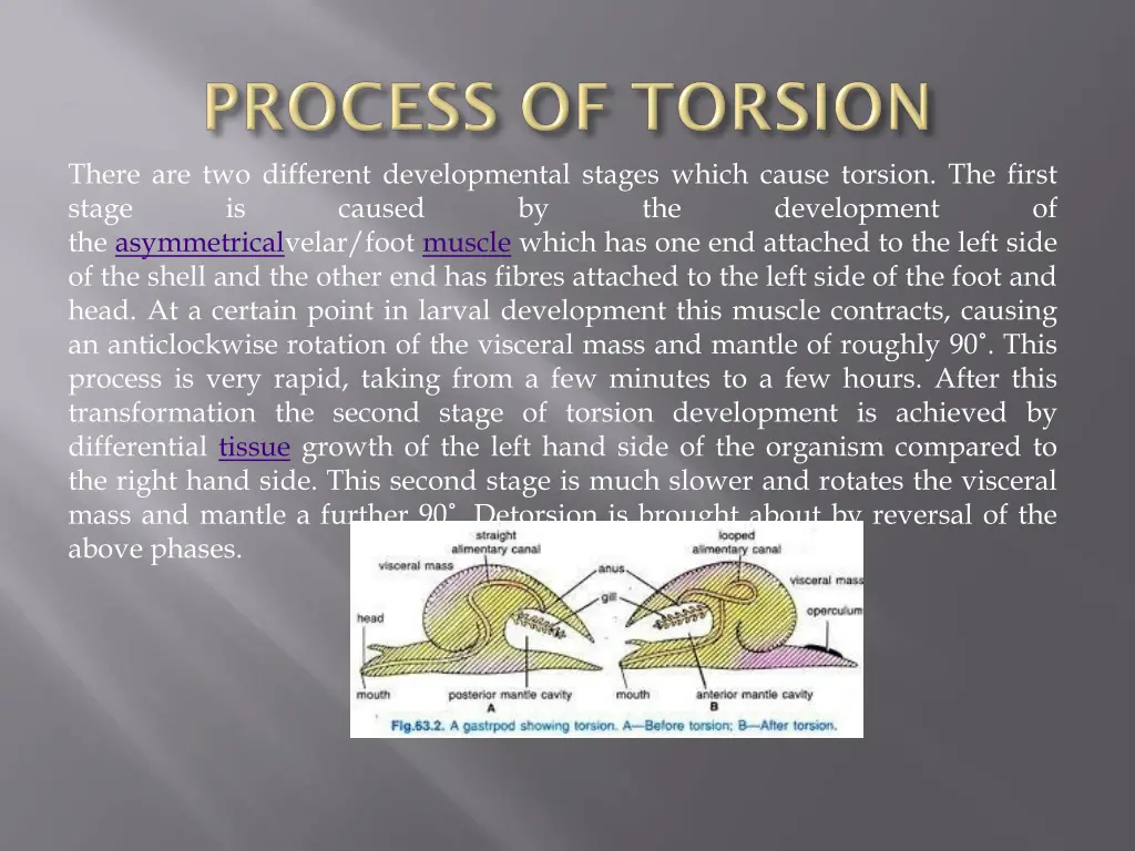 there are two different developmental stages