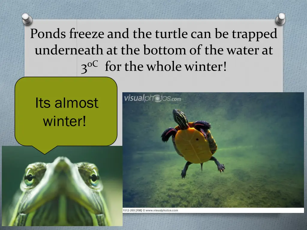 ponds freeze and the turtle can be trapped