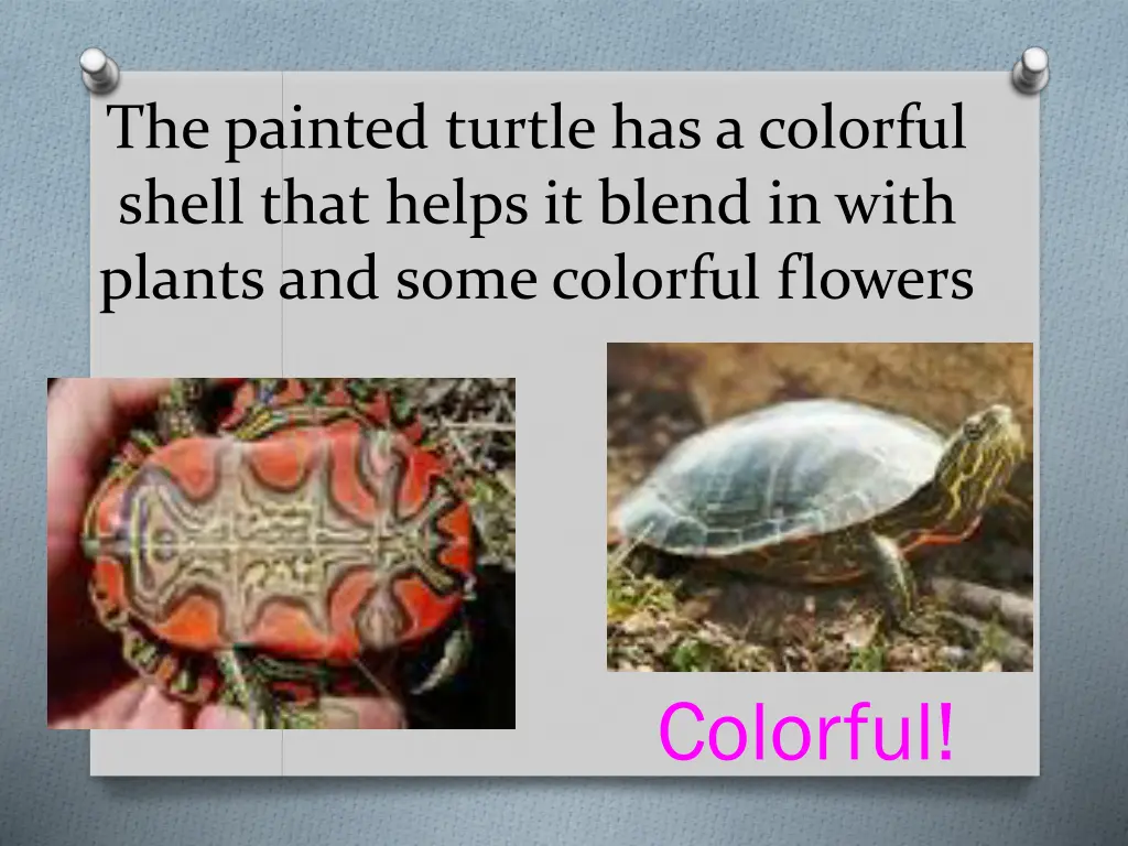 the painted turtle has a colorful shell that