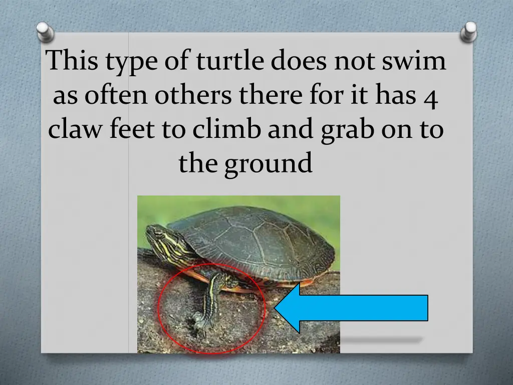 this type of turtle does not swim as often others