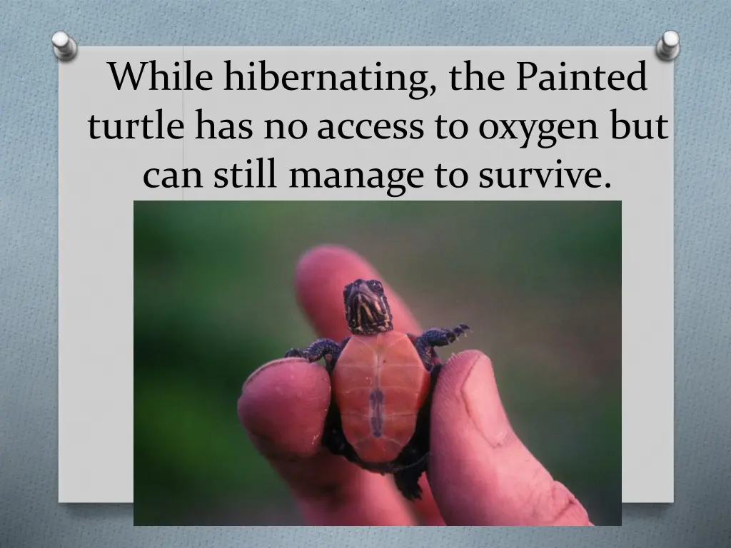 while hibernating the painted turtle