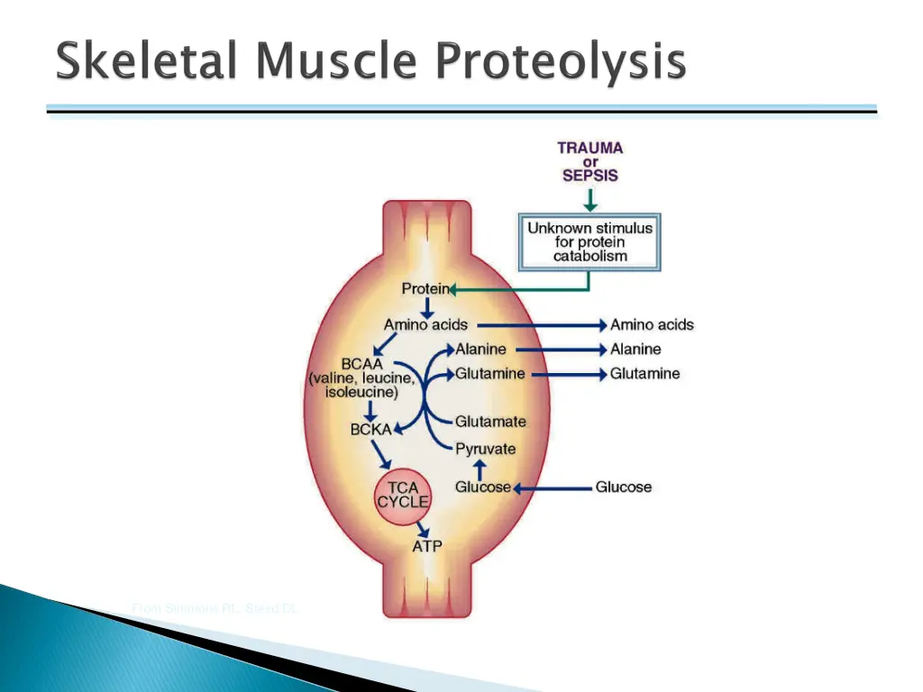 from simmons rl steed dl basic science review