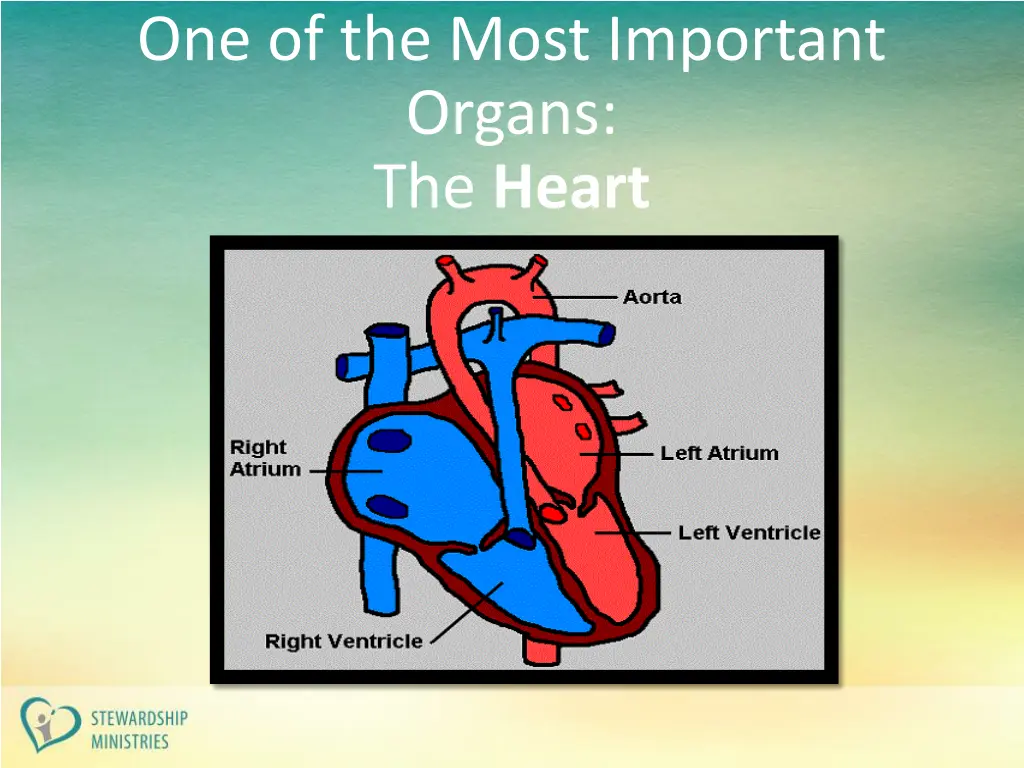 one of the most important organs the heart