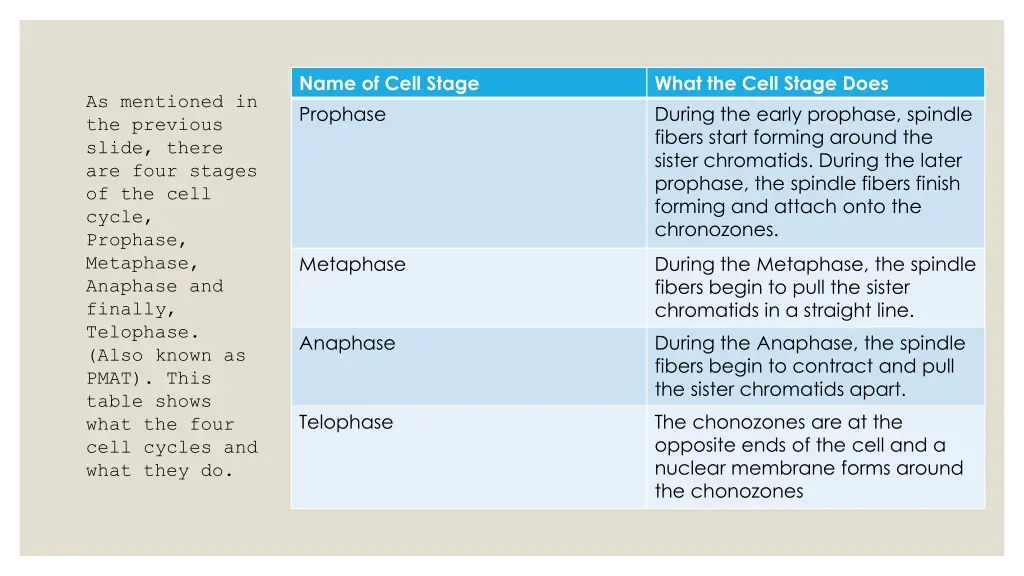 name of cell stage prophase