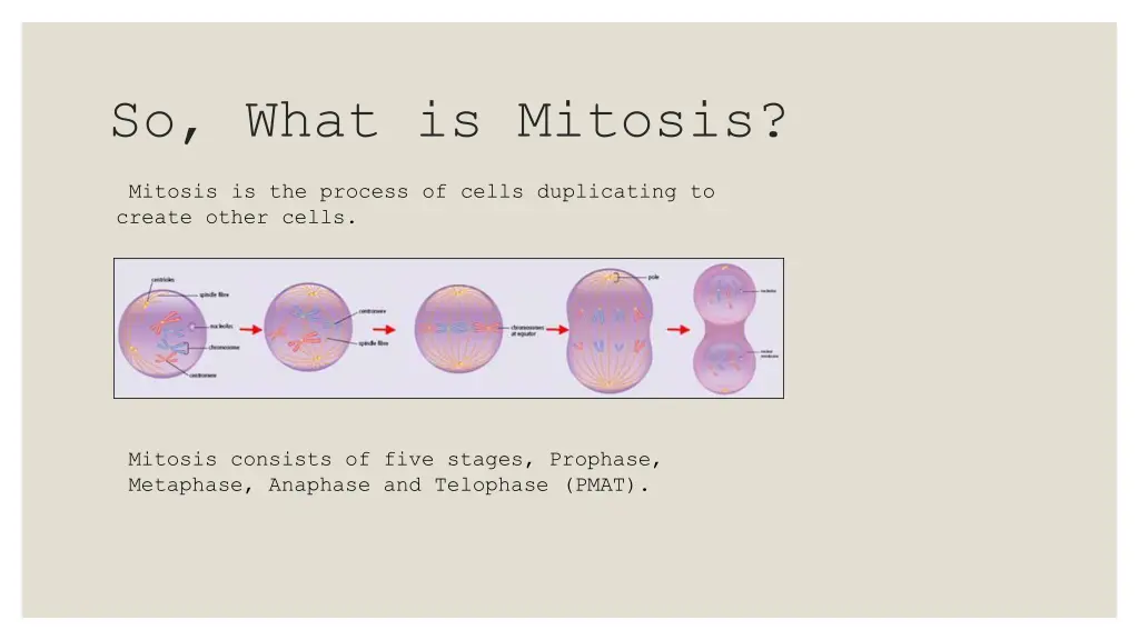 so what is mitosis