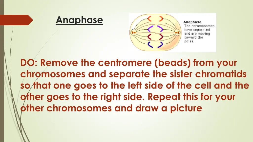 anaphase 1