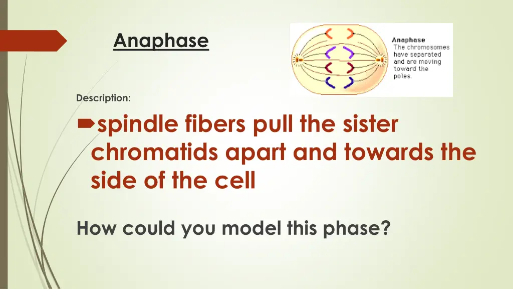 anaphase