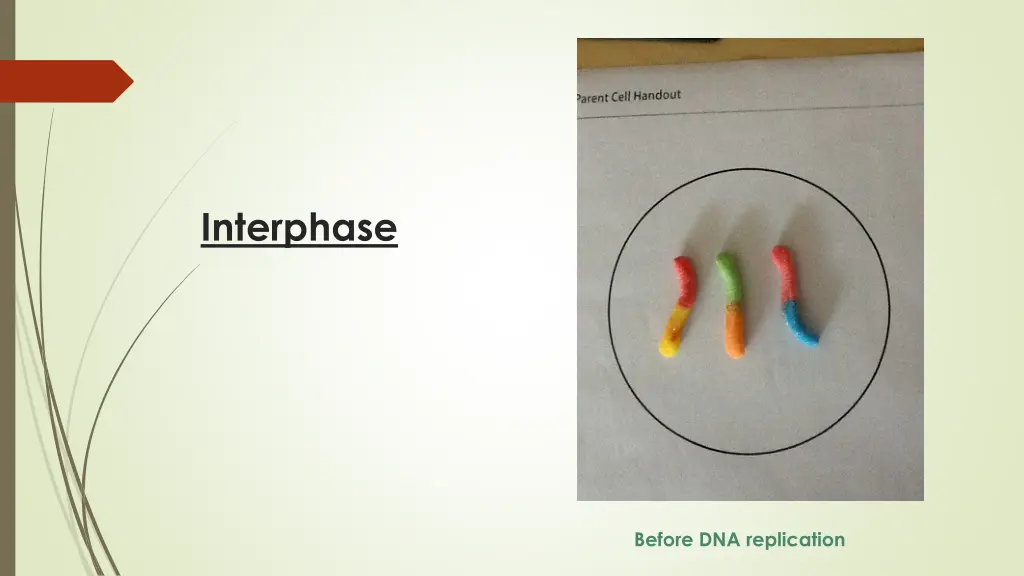 interphase 1