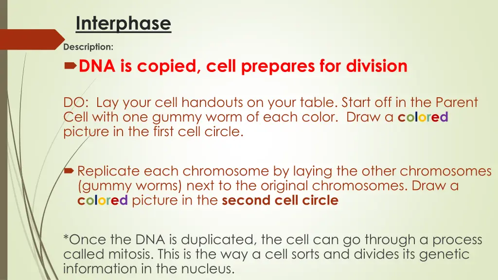 interphase