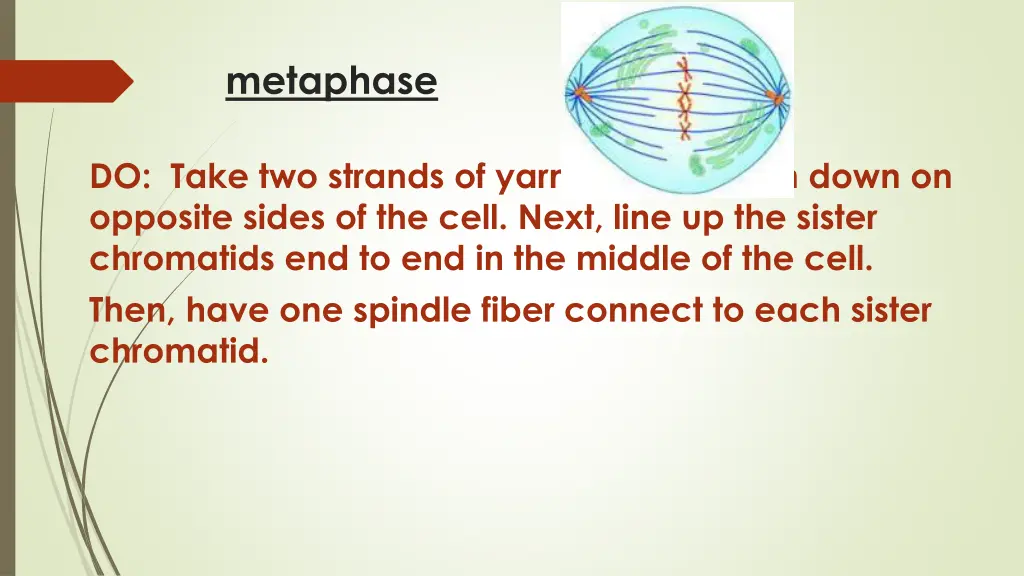 metaphase 1