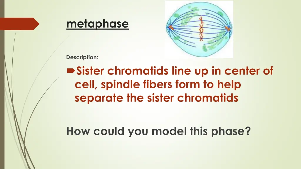 metaphase