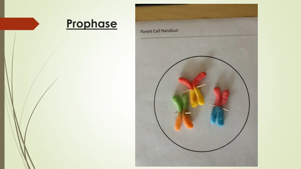 prophase 2