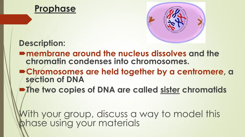 prophase