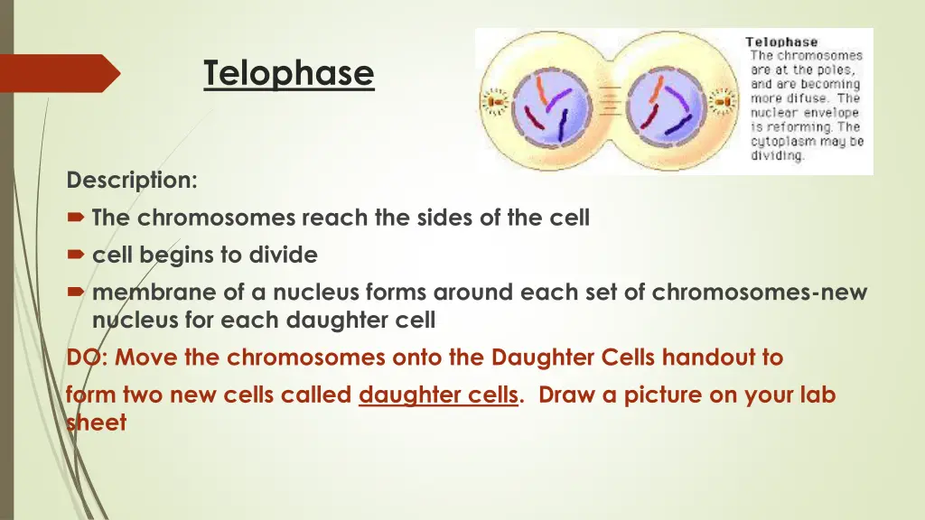 telophase 1