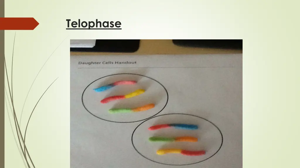 telophase 2