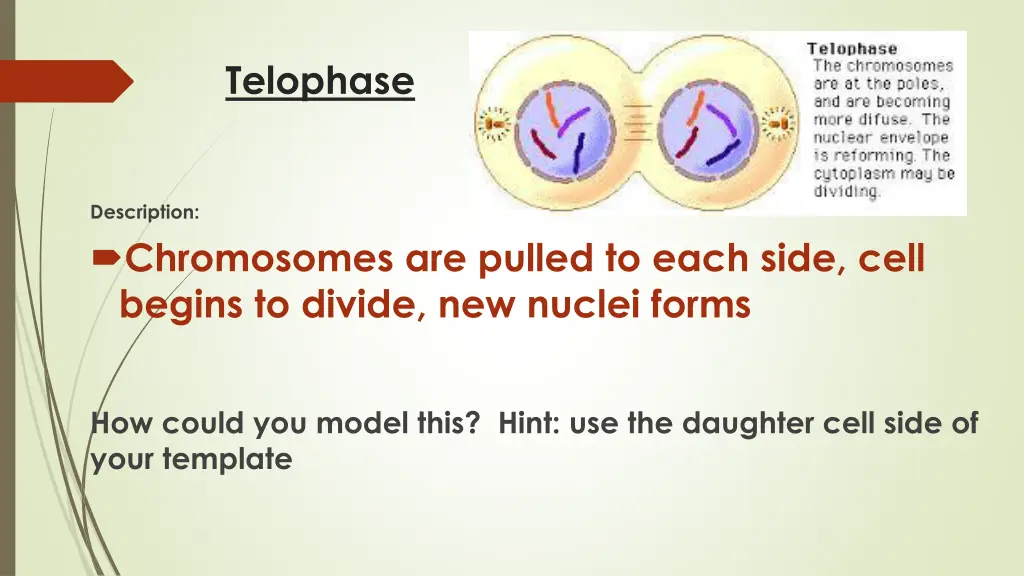 telophase