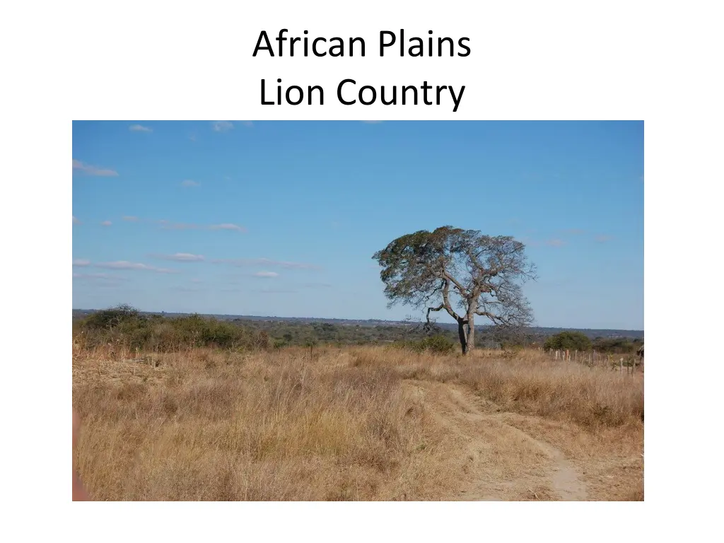 african plains lion country