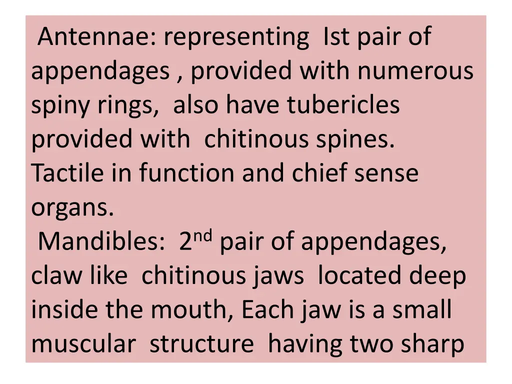 antennae representing ist pair of appendages