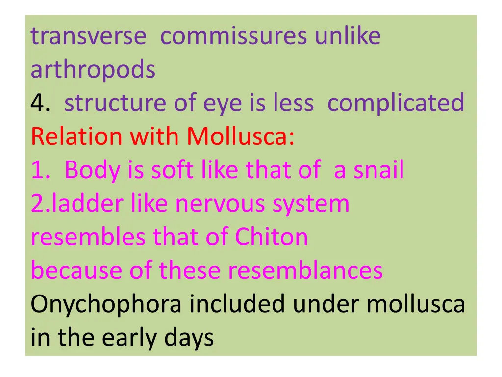 transverse commissures unlike arthropods