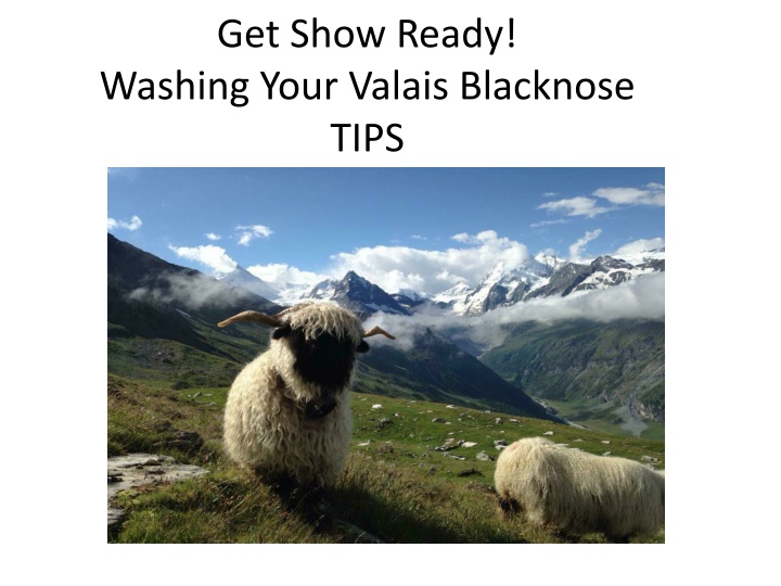 get show ready washing your valais blacknose tips