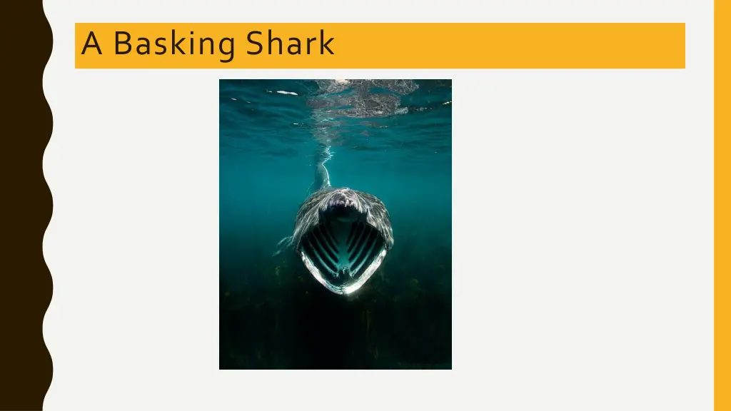 a basking shark