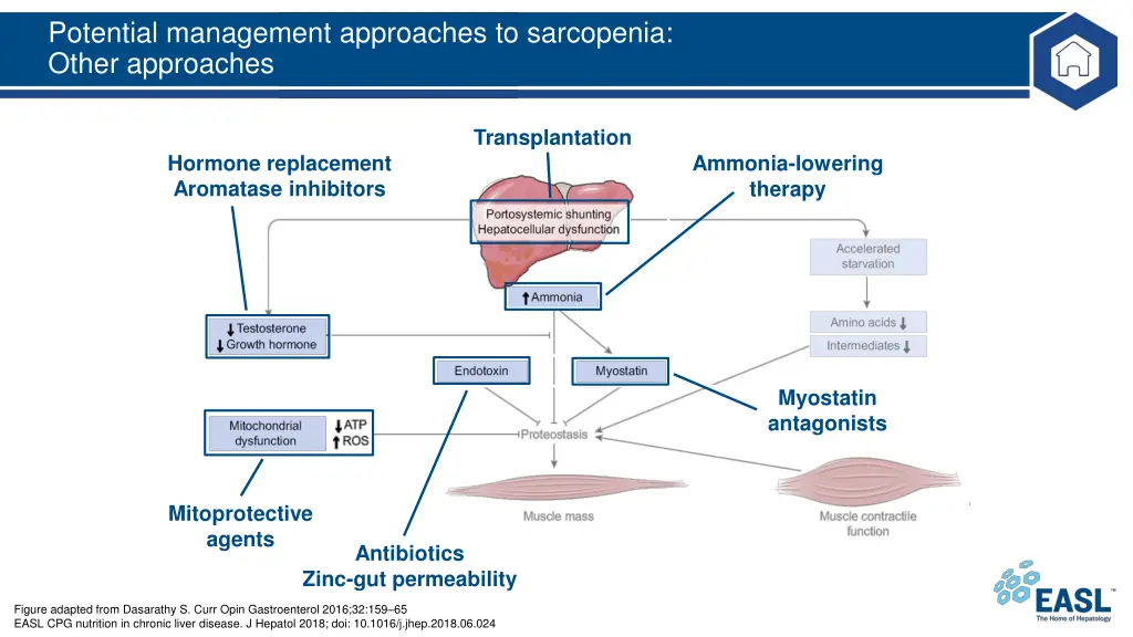 potential management approaches to sarcopenia 3