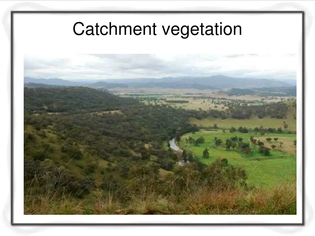 catchment vegetation 1