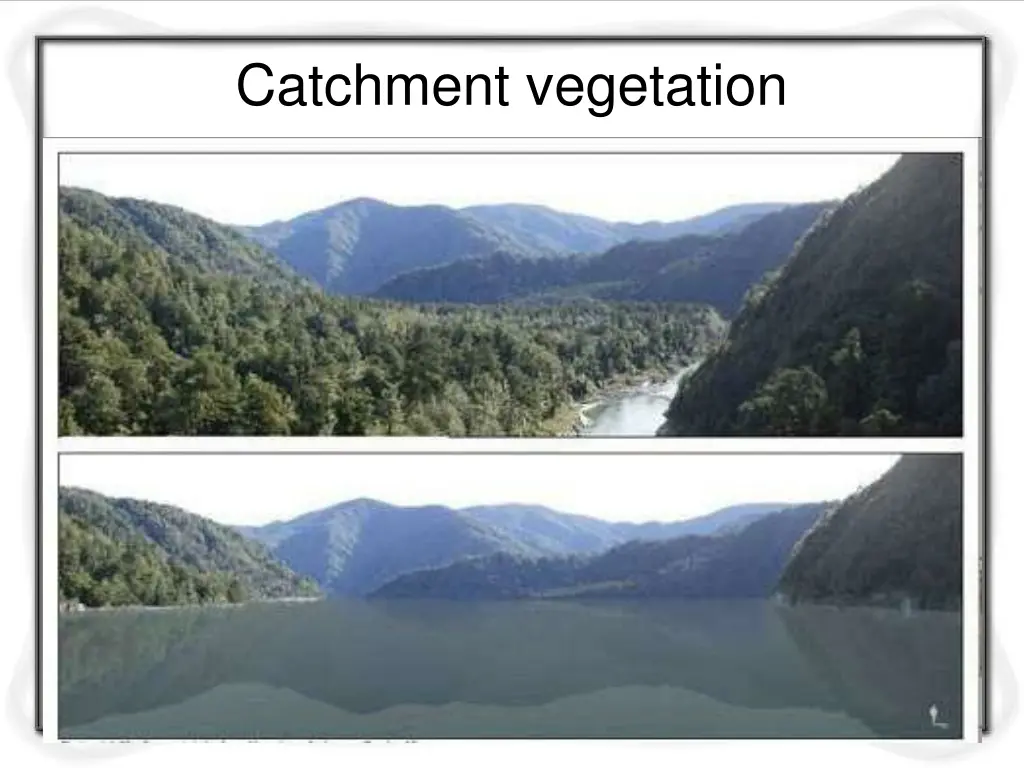 catchment vegetation