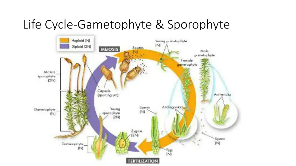 life cycle gametophyte sporophyte