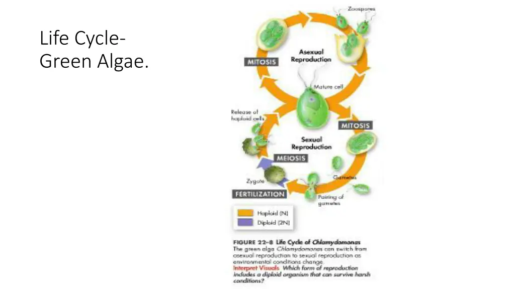 life cycle green algae