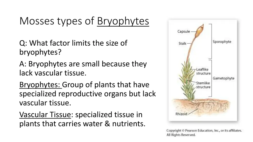 mosses types of bryophytes