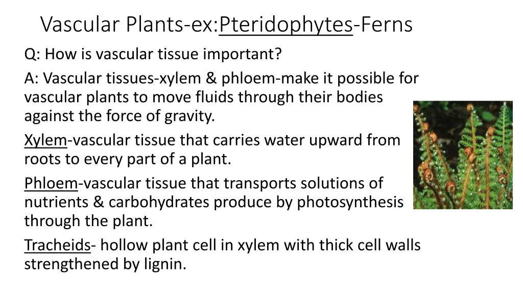 vascular plants ex pteridophytes ferns