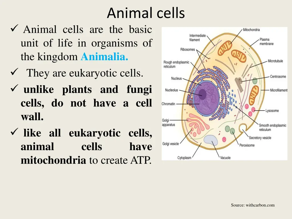 animal cells