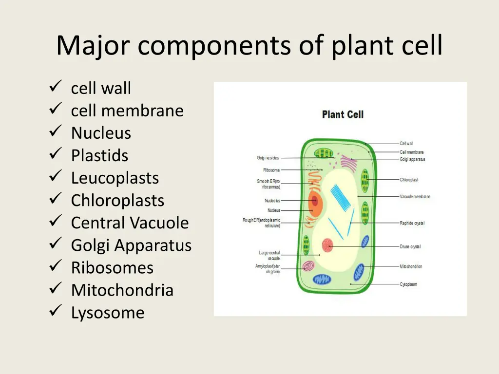 major components of plant cell