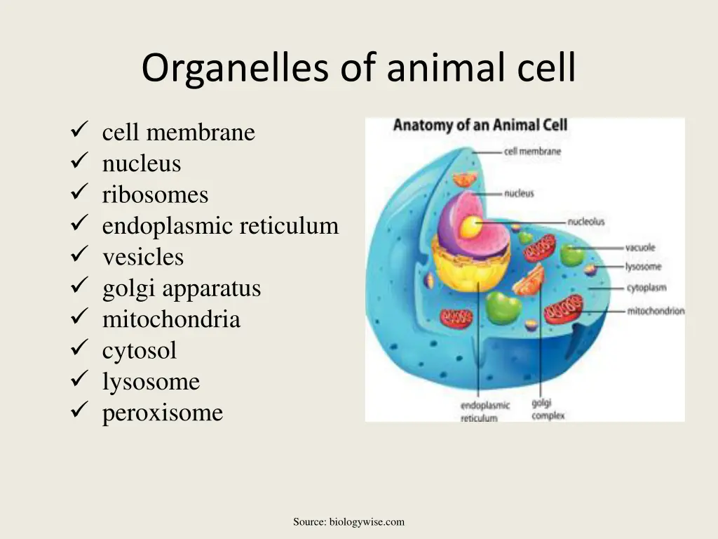 organelles of animal cell