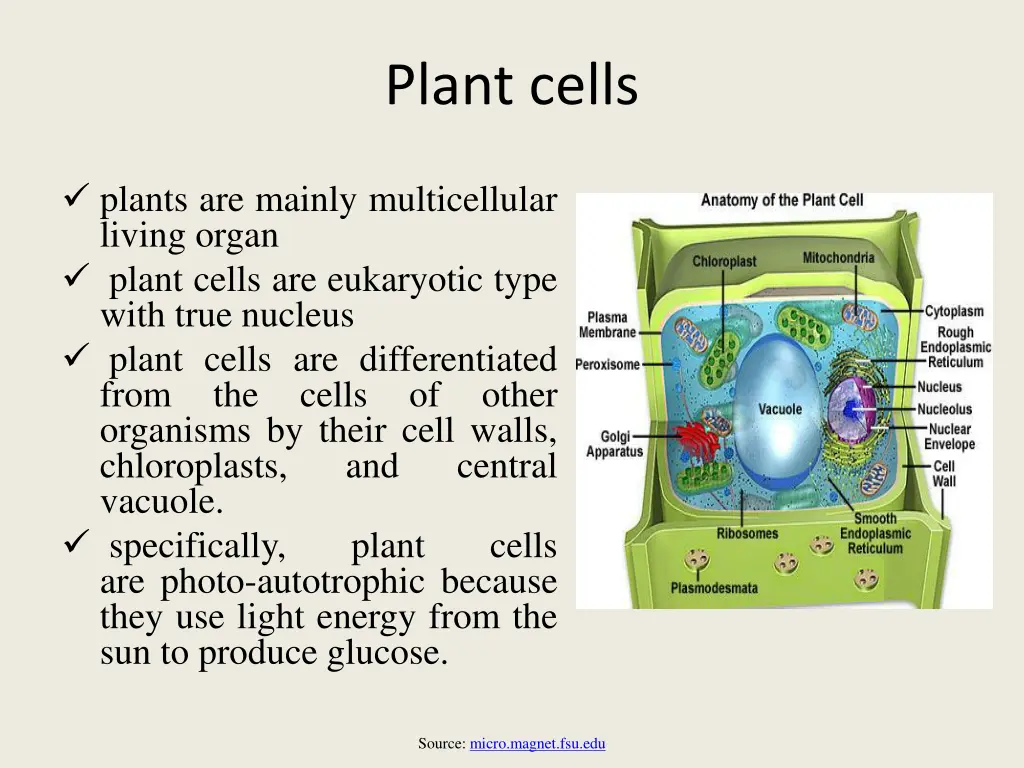 plant cells