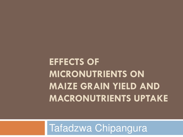 effects of micronutrients on maize grain yield