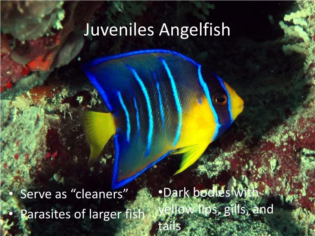 juveniles angelfish