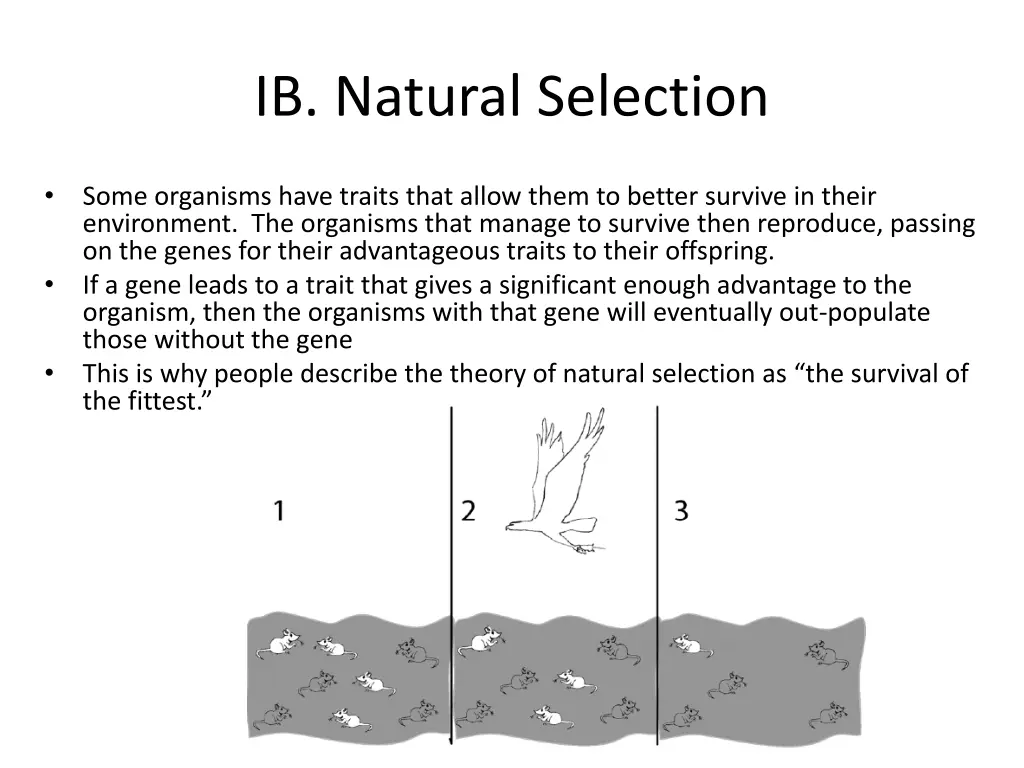 ib natural selection