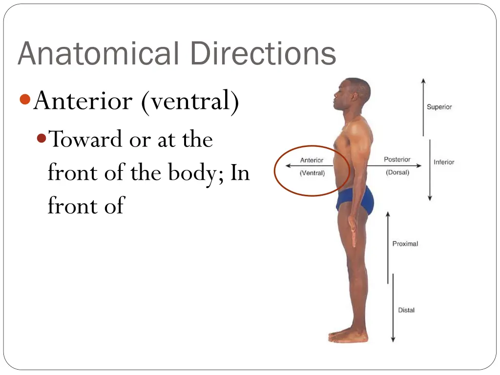 anatomical directions anterior ventral toward