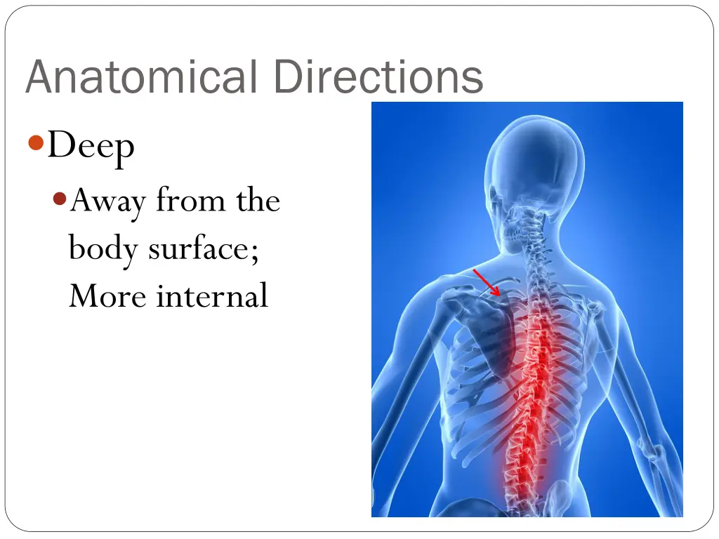 anatomical directions deep away from the body